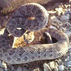 Rattle Snake