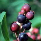 Service Berry