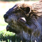 Beaver