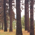 Stand of Trees