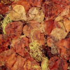 Orange and Yellow Leaves