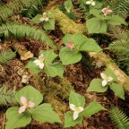 Fern with flowers