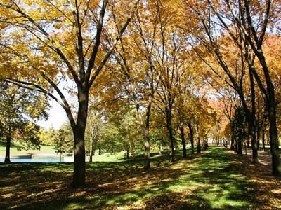 Fall  ash trees on the Arch grounds