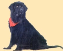 Image of a Newfoundland dog