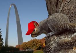 rally squirrel pic rally squirrel pic