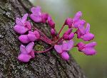 Redbud Bud