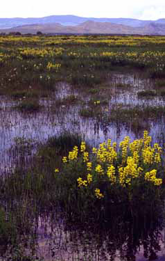 Bridger Range (near Toston, Montana)