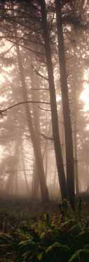 Ecola State Park (Oregon)