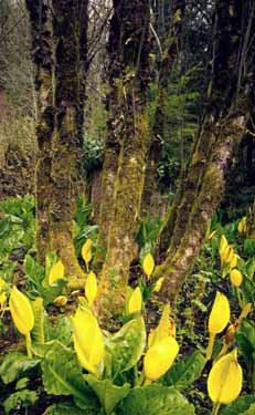 Coastal rain forest (Oregon) 