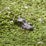An alligator's head appears amidst aquatic plants