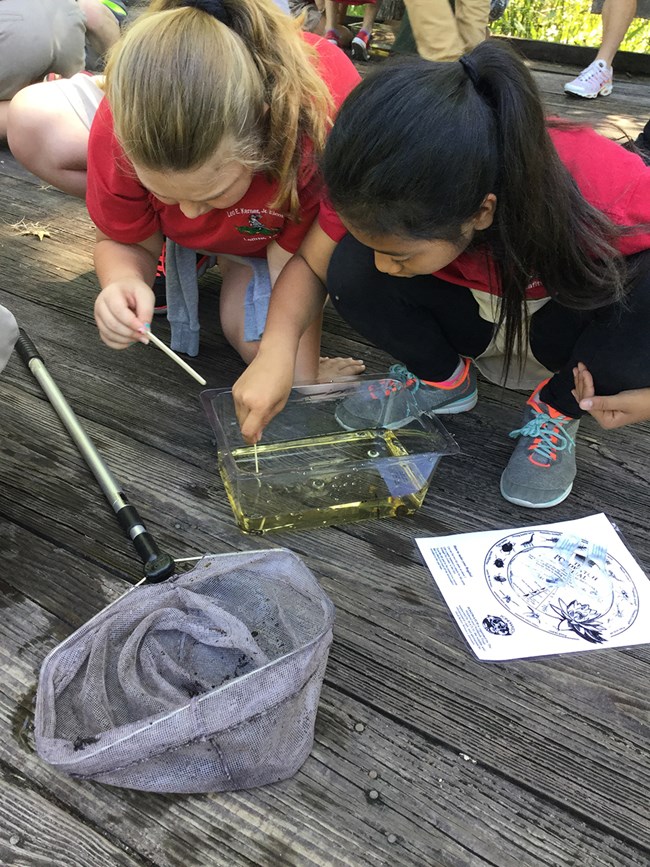 Girls look for insects in a pan of water