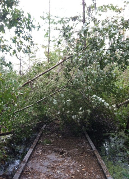 Image of downed trees and branches over a boardwalk trail