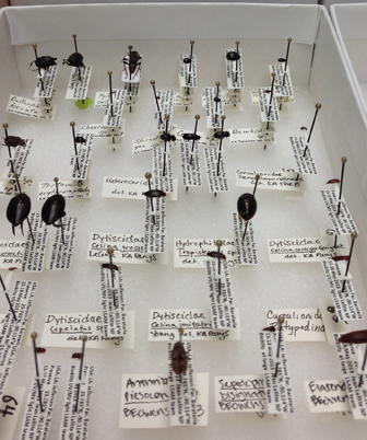 Image of many beetle specimens in a box with labels