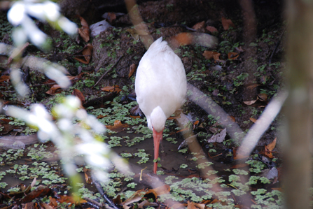 Image of white ibis facing camera with beak in water to catch something