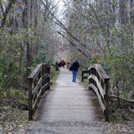People walk on a wooden bridge with bare trees on either side