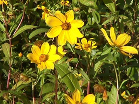 Burmarigolds in bloom