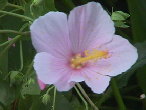 A pink wild hibiscus or marsh mallow in bloom at the Barataria Preserve