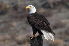 Fish  Wildlife Service on Bald Eagles Are Frequently Seen At The Barataria Preserve  Look For