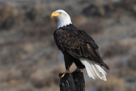 Image of bald eagle
