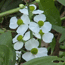 The white blossoms of the bull's tongue plant