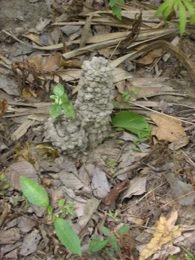 A crawfish mound on the forest floor