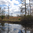 Trees and blue sky reflected in a bayou