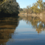 View of trees along bayou reflected in water