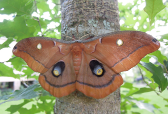 Image of Polyphemus moth that is caramel-colored with striking black and purplish markings