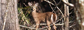 A white-tailed deer stands among trees