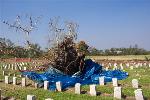 Toppled Tree and Graves
