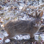A swamp rabbit poises ready to run in the Barataria Preserve's wet marshes.