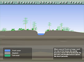 Graphic shows trees and grasses growing on natural levee next to river
