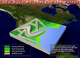 Graphic of delta showing canals, human-made levees, and Gulf of Mexico