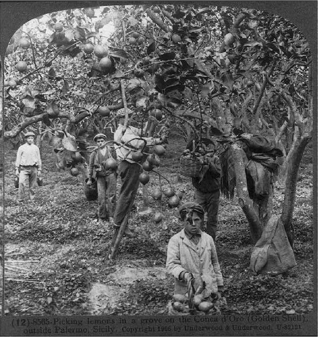 small boy in a jacket with a basket standing under a lemon tree, with a lemon grove behind him