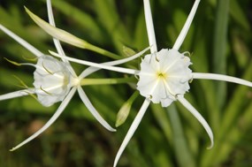 White spider lilies in bloom at the Barataria Preserve