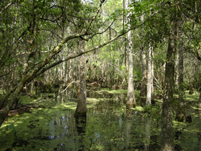 Sunlight streams through trees and onto standing water in the Barataria Preserve swamp.