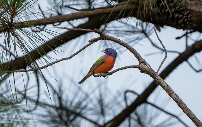 A small brightly colored bird with blue, red, green and yellow feathers perches on a branch. and