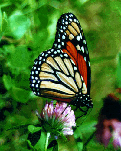 Monarch butterfly
