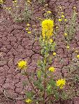 Image of Bee plant at the Painted Hills.