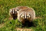 Image of young badgers at the Cant Ranch.