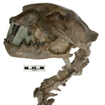Image of a fossil nimravid skull and partial spine.