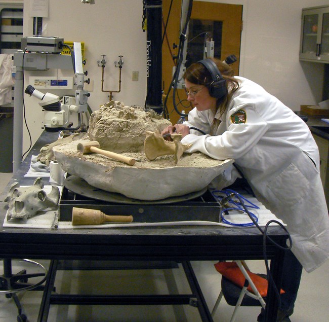 A fossil preparator, with a long white coat and protective ear covers, works in the lab at the Thomas Condon Paleontology Center on a large jacket.