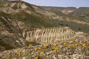 Image of the Mascall Formation ash beds.