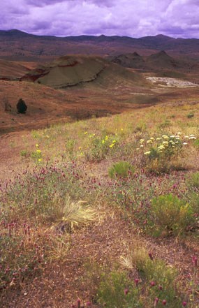 Image of wildflowers at the Painted Hills.