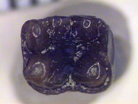 Image of a fossil primate tooth.