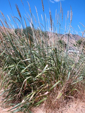 Image of great basin wild rye grass