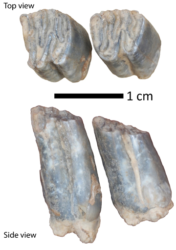 Fossil beaver teeth