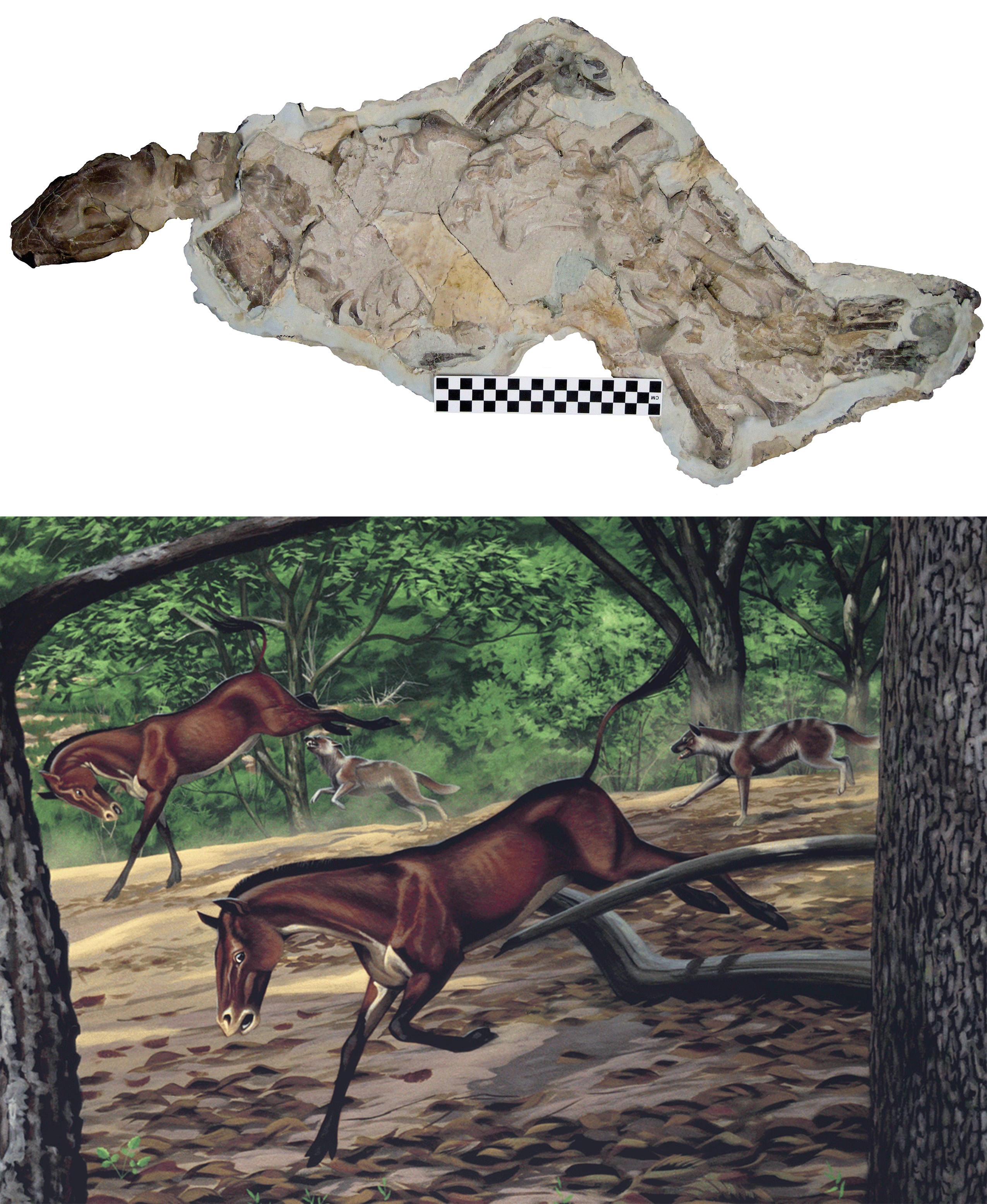 Above: 30 million year old dog skeleton, Mesocyon coryphaeus (JODA 3366), included in the new study.
Below: Mural from John Day Fossil Beds National Monument depicting several early dogs (Mesocyon) chasing a 3-toed horse (Miohippus) through an ancient forest in Oregon. Mural art by Roger Witter.