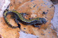 Image of a Long Toed salamander.