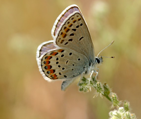 Image of a Melissa's blue butterfly.